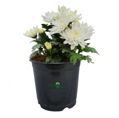Chrysanthemum Flower Plant - Winter Seasonal Plants -  - chrysanthemum-flower-plant -   