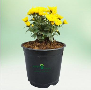 Chrysanthemum Flower Plant - Winter Seasonal Plants -  - chrysanthemum-flower-plant -   