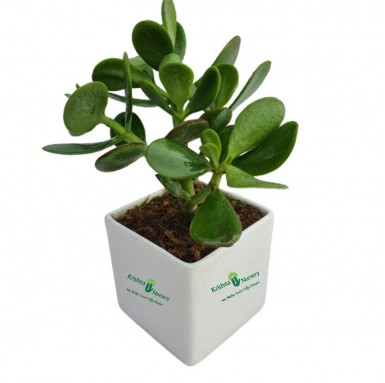 Crassula Succulent Plant - 4 Inch - White Pot