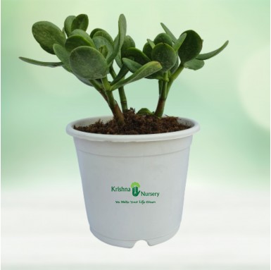 Crassula Succulent Plant - Succulent Plants -  - crassula-succulent-plant -   