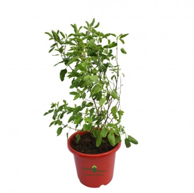 Tulsi Plant - Herbal Plants -  - tulsi-plant -   