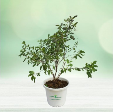 Tulsi Plant - Herbal Plants -  - tulsi-plant -   