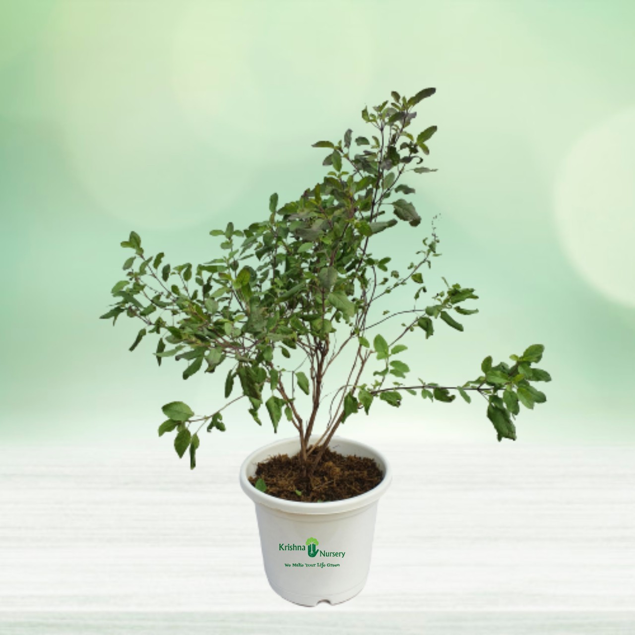 Tulsi Plant - 10 Inch - White Pot