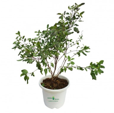 Tulsi Plant - 10 Inch - White Pot