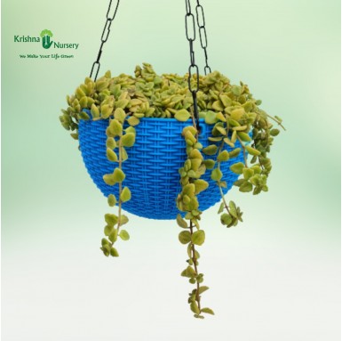 Tangled Heart Succulent Hanging Basket