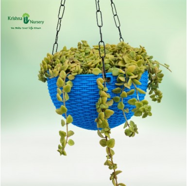 Tangled Heart Succulent Hanging Basket - Succulent Plants -  - tangled-heart-succulent-hanging-basket -   