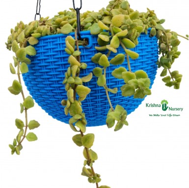 Tangled Heart Succulent Hanging Basket - Succulent Plants -  - tangled-heart-succulent-hanging-basket -   