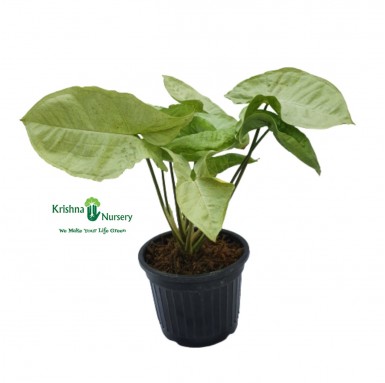 Syngonium Podophyllum Plant - 4 Inch - Black Pot