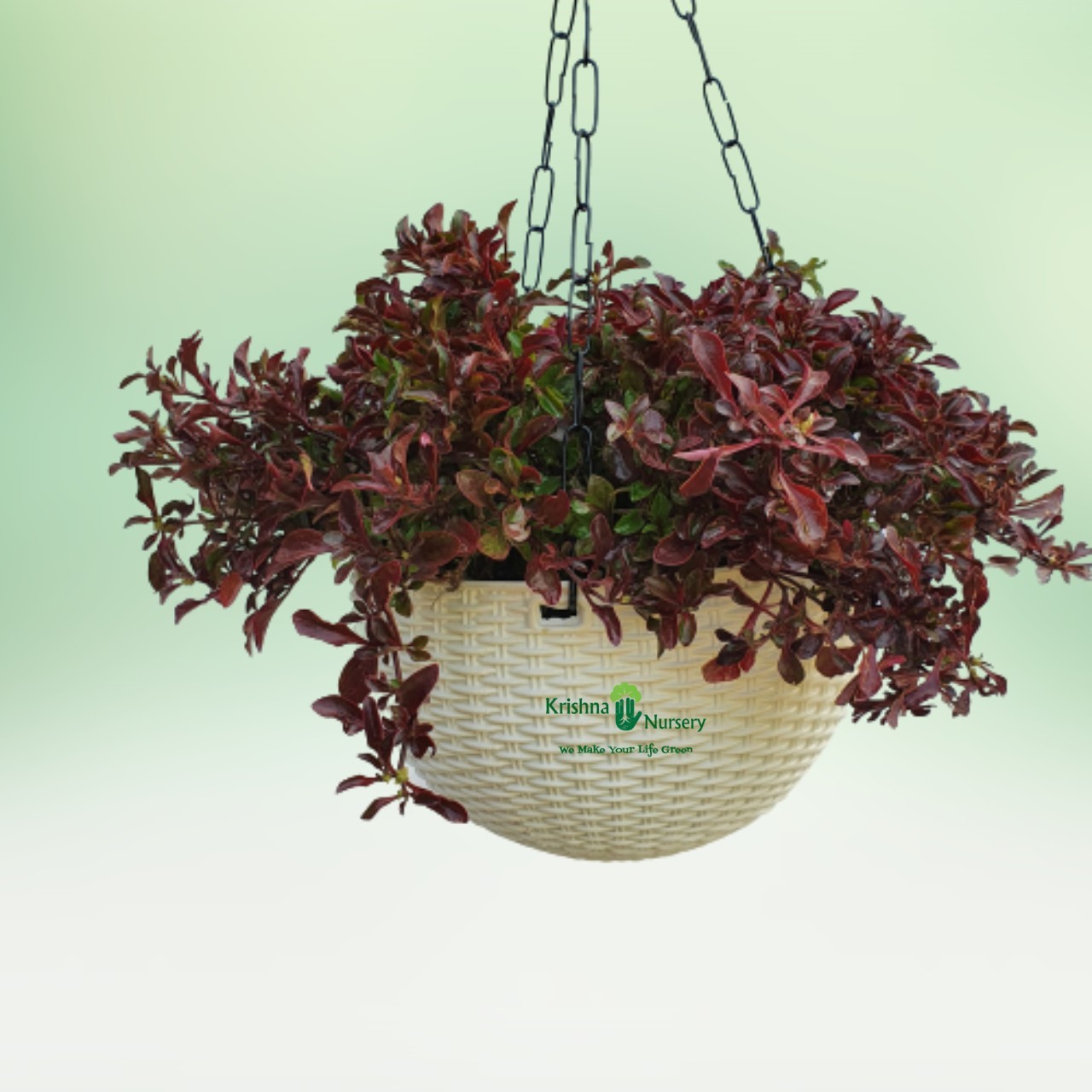 Red Alternanthera Basket - 10 Inch - White Pot