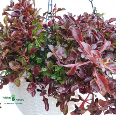 Red Alternanthera Basket - Hanging Plants -  - red-alternanthera-basket -   