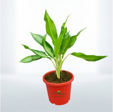 Aglaonema Parrot Plant - 10 Inch - Red Pot