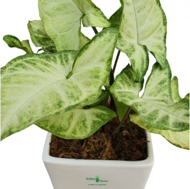 Syngonium Podophyllum Plant - Green Wall Plants -  - syngonium-podophyllum-plant -   