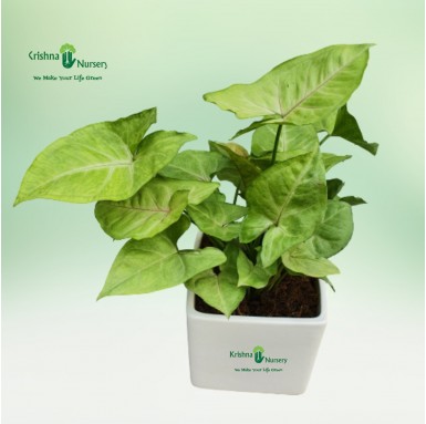 Syngonium Golden Plant - Indoor Plants - Buy Syngonium Golden Plant in Noida - Air Purifier - Krishna Nursery - syngonium-golden