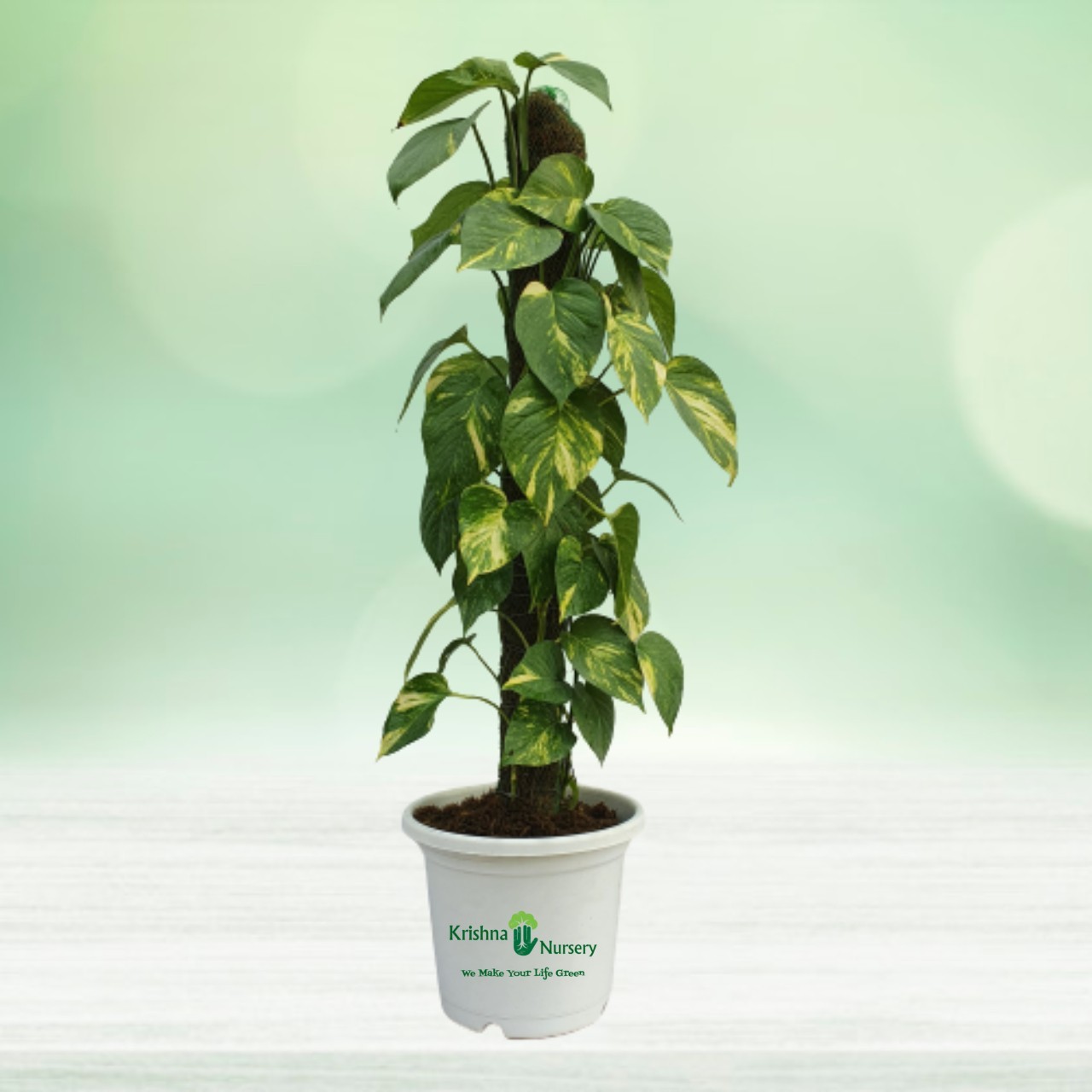 Green Money Plant - 10 Inch - White Pot