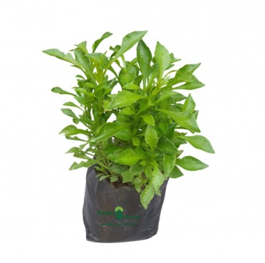 Green Alternanthera Plant - 6 Inch - Poly Bag