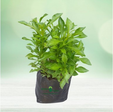 Green Alternanthera Plant - 6 Inch - Poly Bag