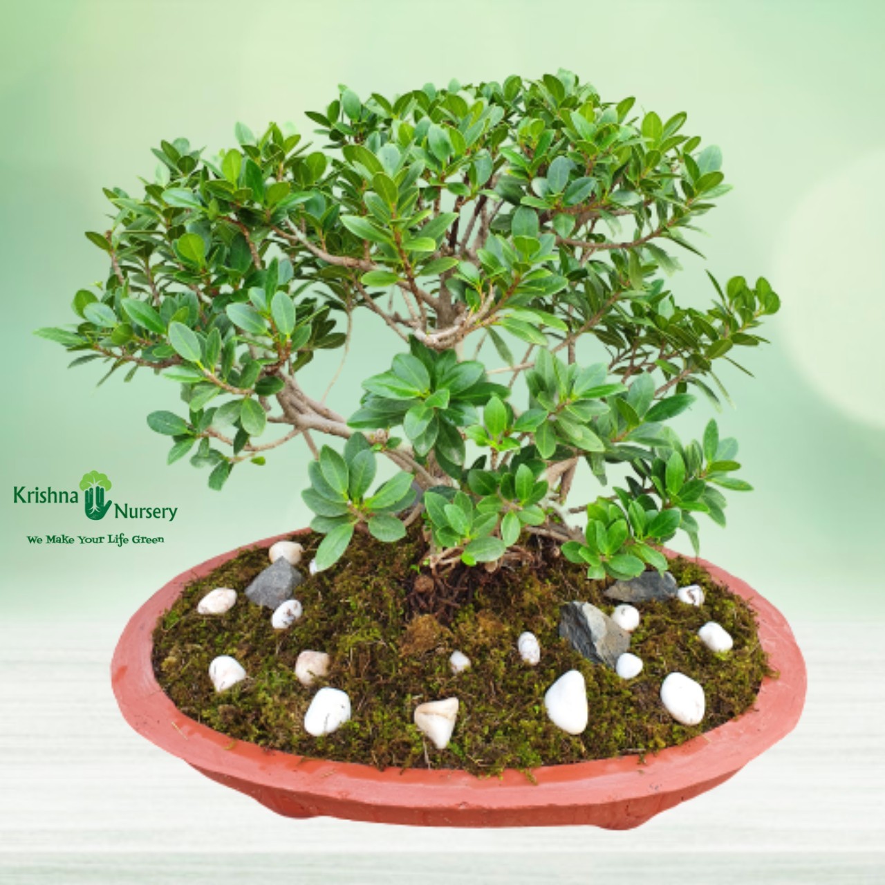 Ficus Long Island Bonsai - 18 inch - Red Pot