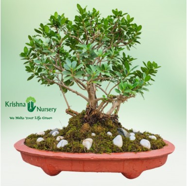 Ficus Long Island Bonsai - Bonsai Plants -  - ficus-long-island-bonsai -   