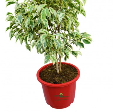Ficus Starlight Plant - Outdoor Plants -  - ficus-starlight-plant -   