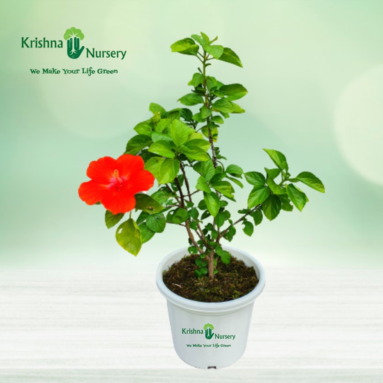 Dwarf Hibiscus Plant - 10 Inch - White Pot
