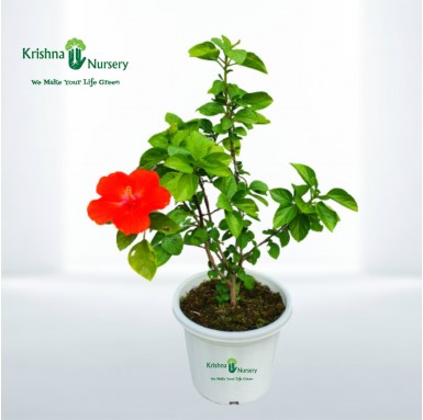 Dwarf Hibiscus Plant - 10 Inch - White Pot