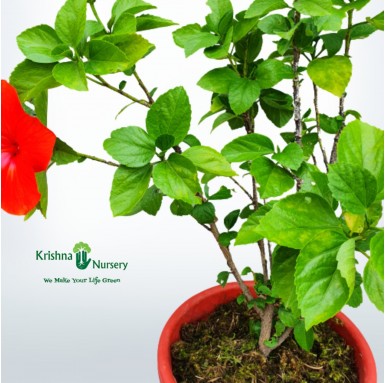 Dwarf Hibiscus Plant (Any Color) - Flower Plants -  - dwarf-hibiscus-plant-any-color -   