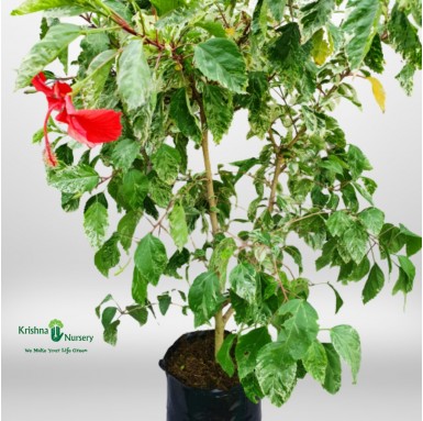 Variegated Hibiscus Flower Plant - 14 Inch - Poly Bag