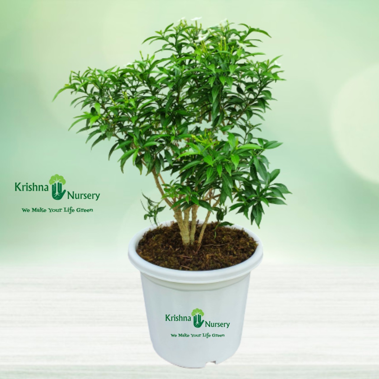 Dwarf Green Chandni Plant - 10 Inch - White Pot