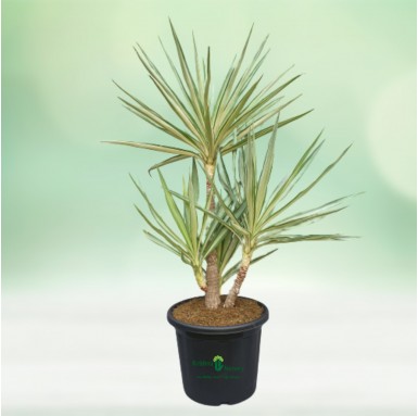 Silver Yucca Bonsai Plant - Bonsai Plants -  - silver-yucca-bonsai-plant -   