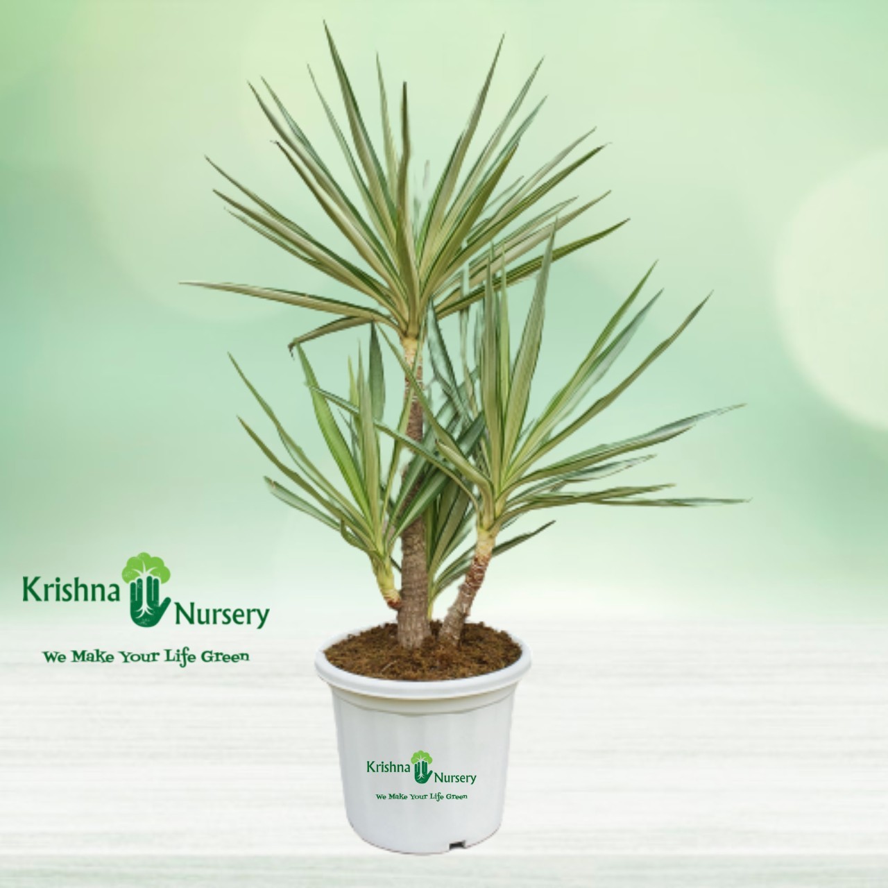 Silver Yucca Bonsai Plant - 18 Inch - White Pot