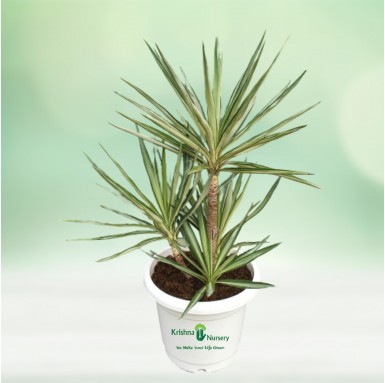 Silver Yucca Bonsai Plant - 18 Inch - White Pot