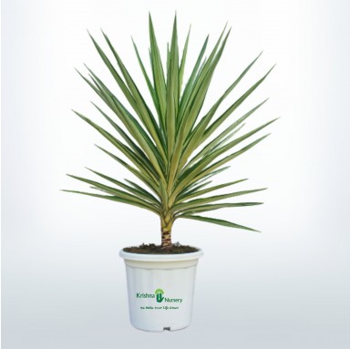 Silver Yucca Plant - 10 Inch - White Pot