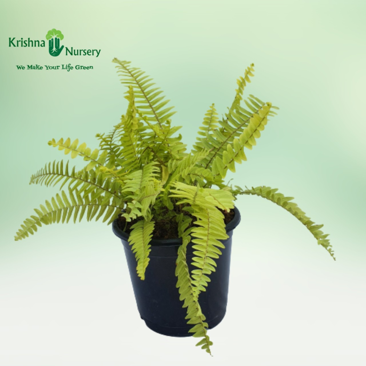 Golden Fern Plant - Indoor Plants -  - golden-fern-plant -   