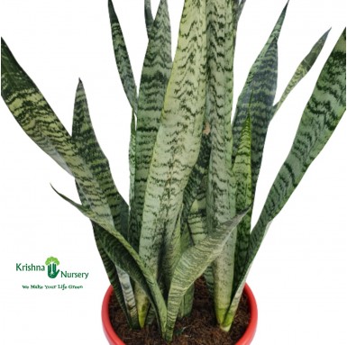 Sansevieria Futura Robusta (Snake Plant) - Indoor Plants -  - sansevieria-futura-robusta-snake-plant -   