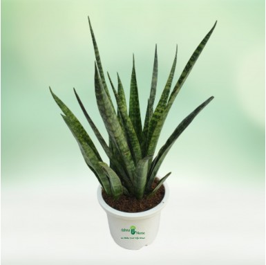 Sansevieria Cylindrica - 10 Inch - White Pot