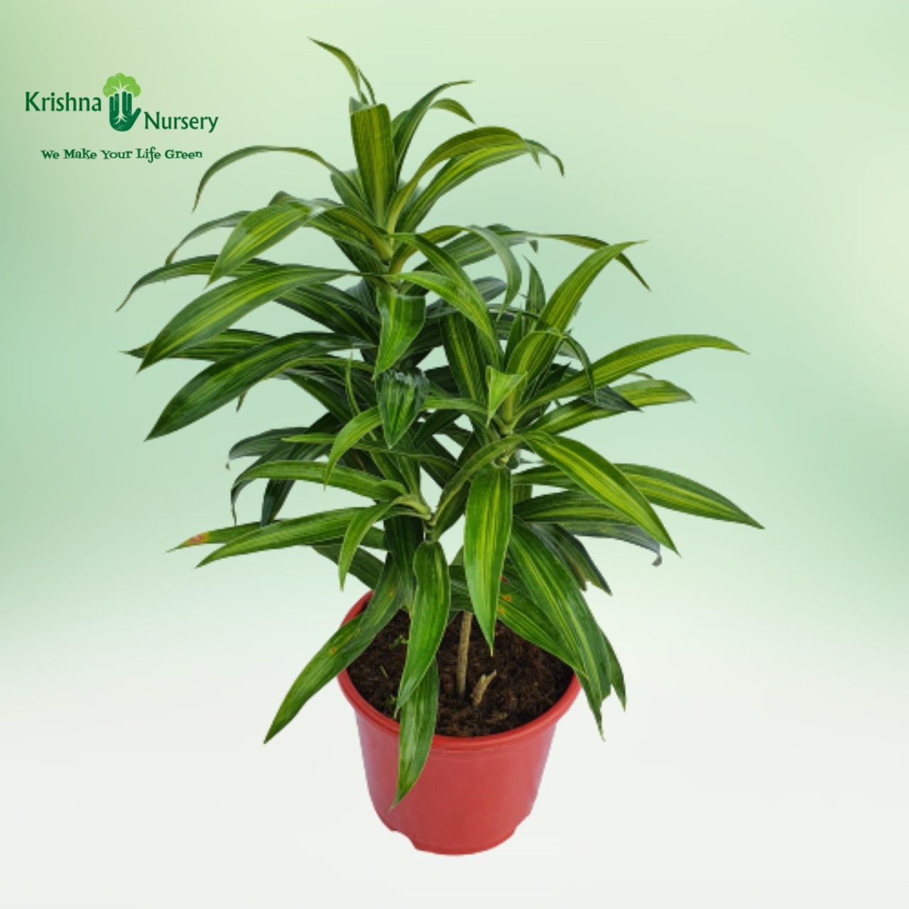 Green Song of India Plant - Indoor Plants - Buy Green Song of India - Air Purifier Indoor Plant - Krishna Nursery - green-song-o