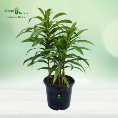 Green Song of India Plant - Indoor Plants - Buy Green Song of India - Air Purifier Indoor Plant - Krishna Nursery - green-song-o