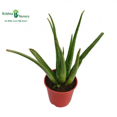Aloe Vera Plant - Herbal Plants -  - aloe-vera-plant -   