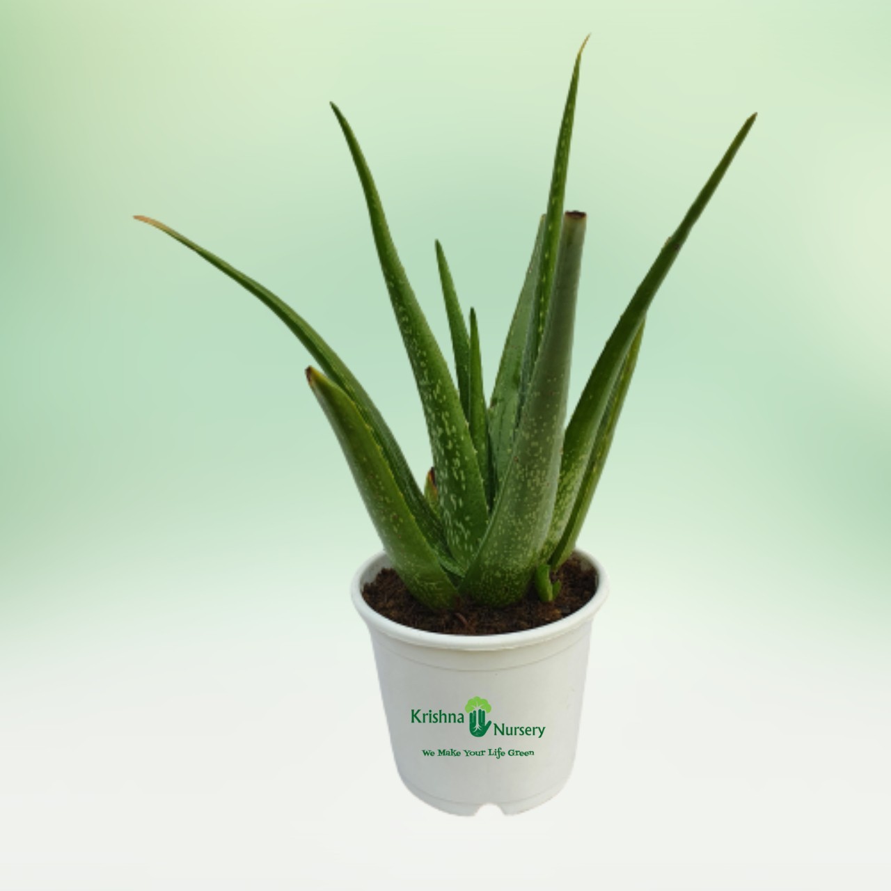 Aloe Vera Plant - 8 Inch - White Pot