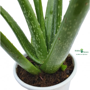 Aloe Vera Plant - Herbal Plants -  - aloe-vera-plant -   