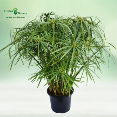 Umbrella Palm (Cyperus Alternifolius) - Outdoor Plants -  - umbrella-palm-cyperus-alternifolius -   