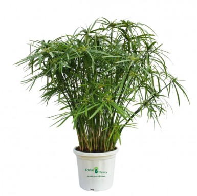 Umbrella Palm (Cyperus Alternifolius) - Outdoor Plants -  - umbrella-palm-cyperus-alternifolius -   