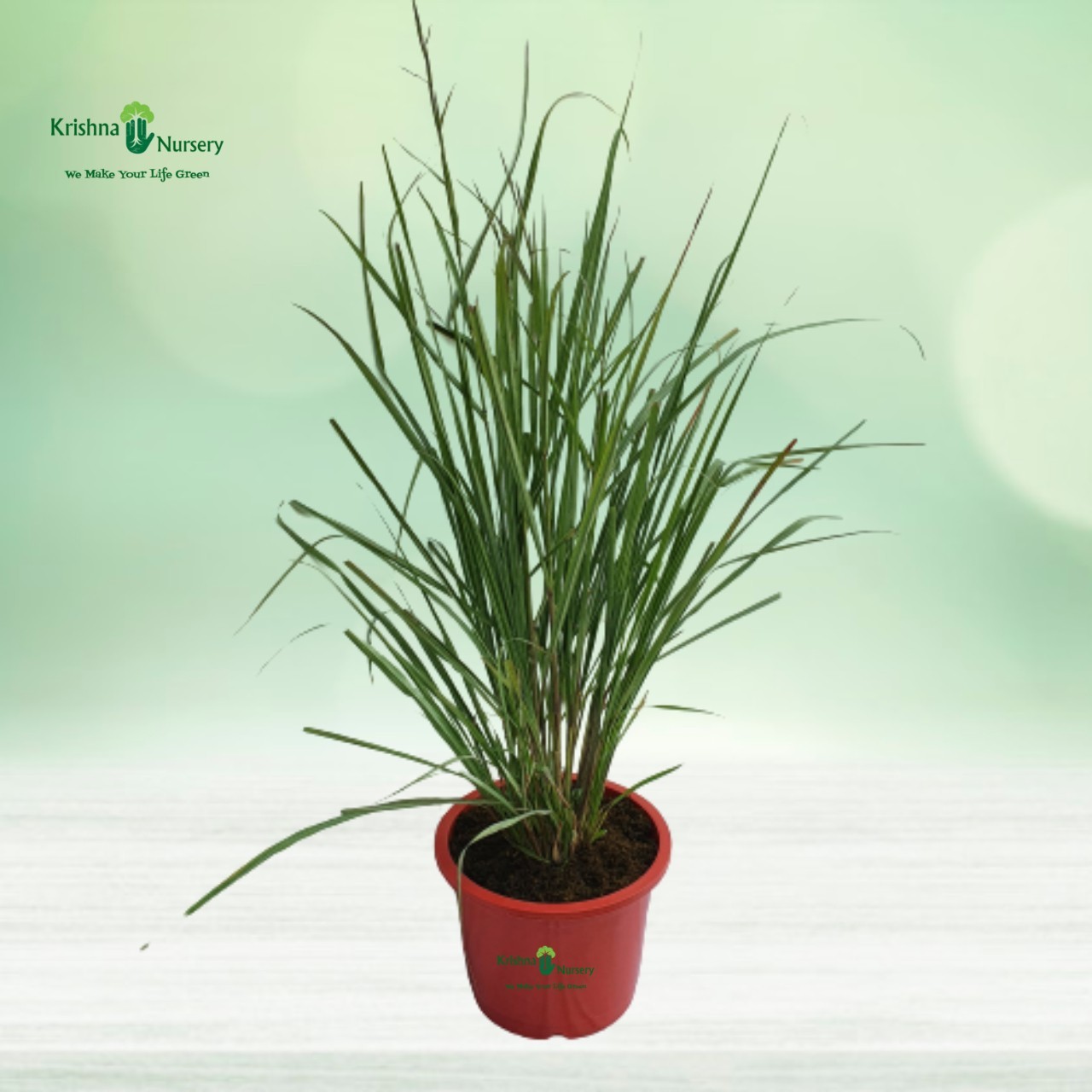 Lemon Grass (Cymbopogon) - Herbal Plants -  - lemon-grass-cymbopogon -   