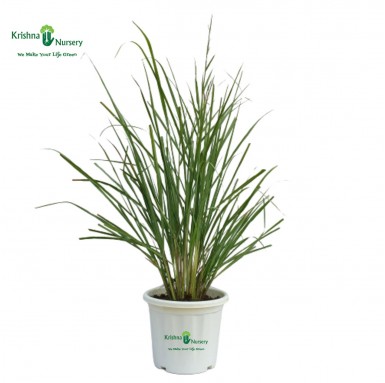 Lemon Grass (Cymbopogon) - Herbal Plants -  - lemon-grass-cymbopogon -   