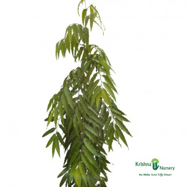 Ashoka Tree (Saraca Asoca) - Timber Plants -  - ashoka-tree-saraca-asoca -   