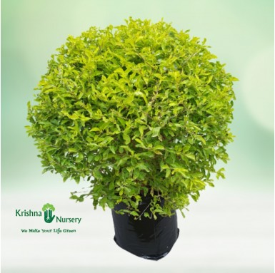 Golden Duranta Plant - Outdoor Plants -  - golden-duranta-plant -   