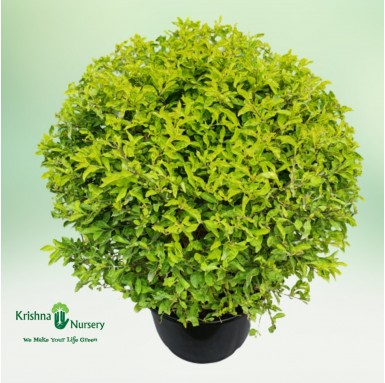 Golden Duranta Plant - Outdoor Plants -  - golden-duranta-plant -   