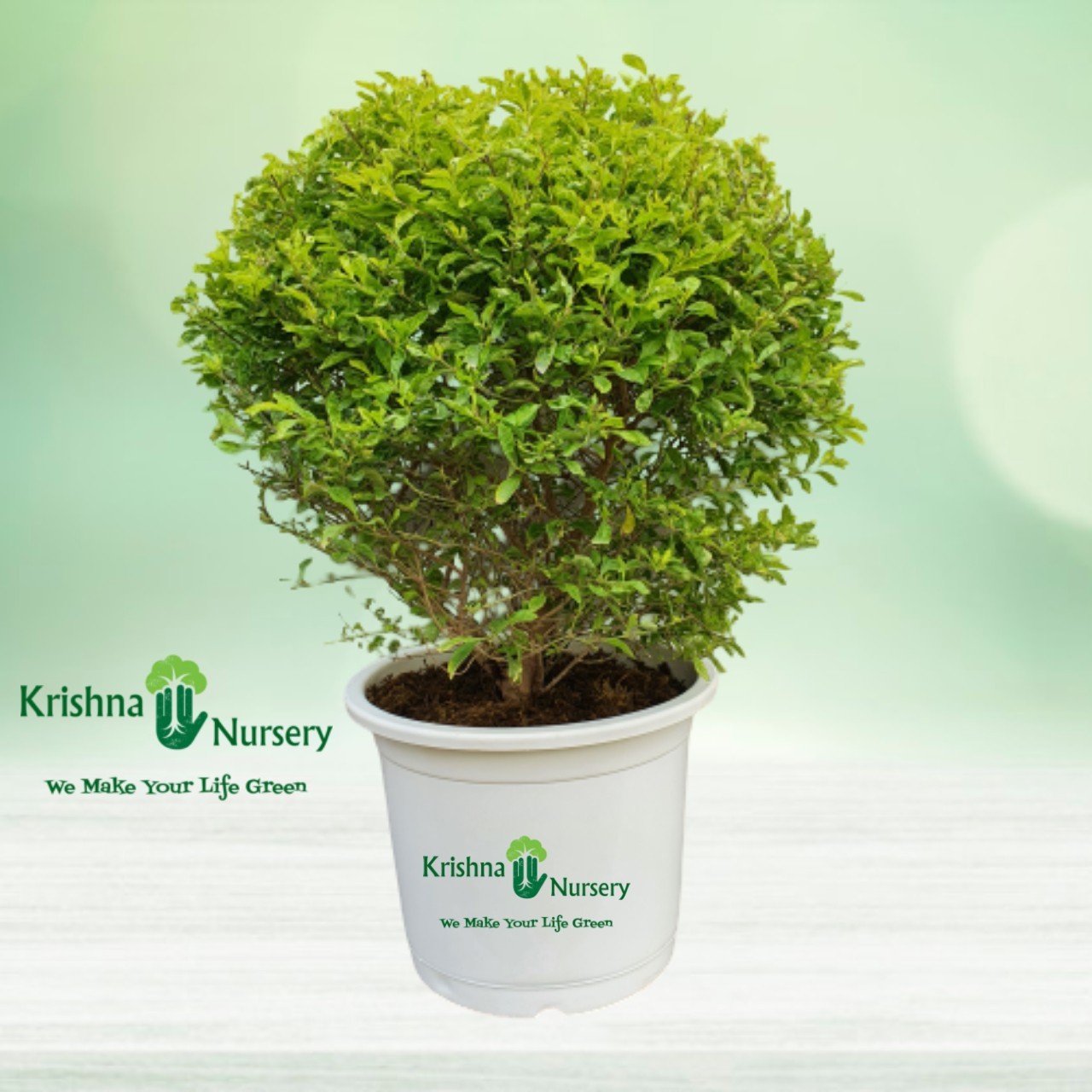 Golden Duranta Plant - 14 Inch - White Pot
