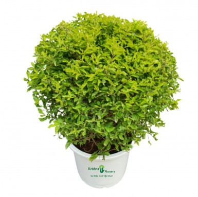 Golden Duranta Plant - 14 Inch - White Pot