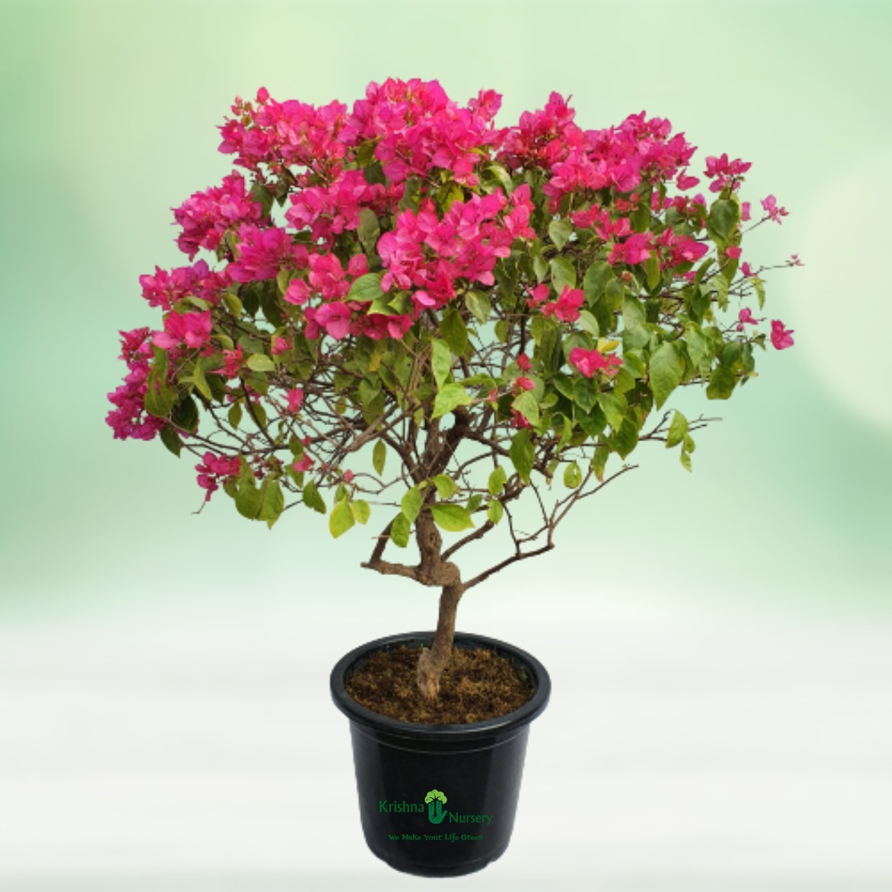 Bougainvillea Pink Flower Plant - 22 Inch - Black Pot